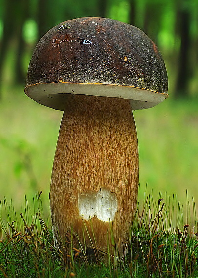 hríb bronzový Boletus aereus Bull. ex Fr.