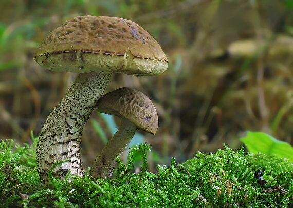 kozák hrabový Leccinum pseudoscabrum (Kallenb.) Šutara