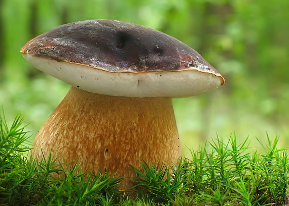 hríb bronzový Boletus aereus Bull. ex Fr.