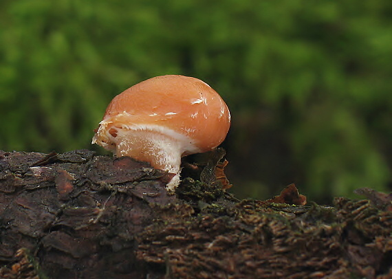 drobuľka Psathyrella sp.