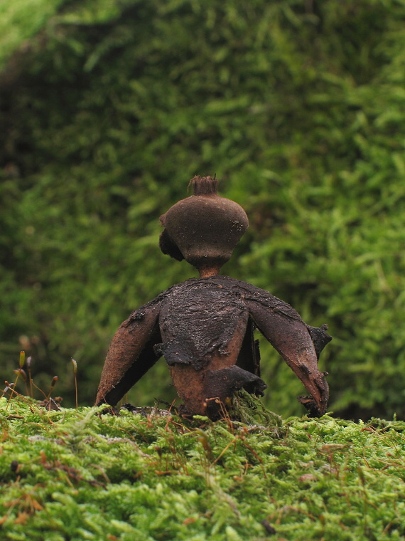 hviezdovka klenbová Geastrum fornicatum (Huds.) Hook.