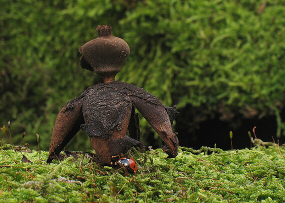 hviezdovka klenbová Geastrum fornicatum (Huds.) Hook.