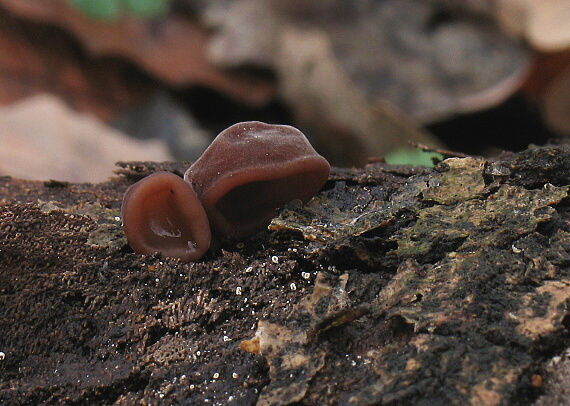 uchovec bazový Auricularia auricula-judae (Bull.) Quél.