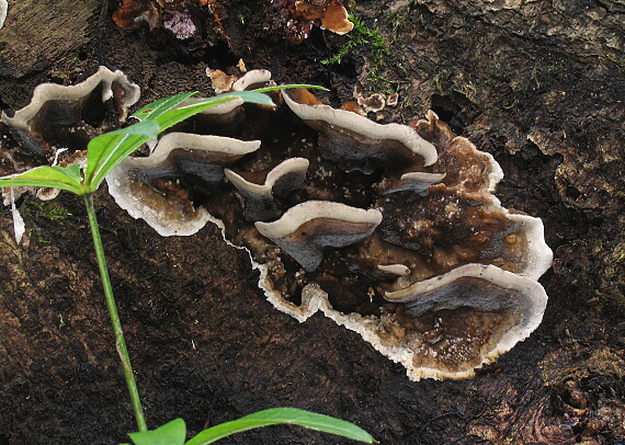 sivopórovka tmavá Bjerkandera adusta (Willd.) P. Karst.