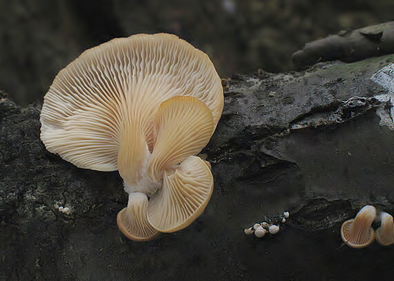 hliva ustricovitá Pleurotus ostreatus (Jacq.) P. Kumm.