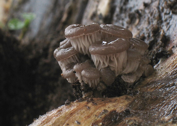 hliva ustricovitá Pleurotus ostreatus (Jacq.) P. Kumm.