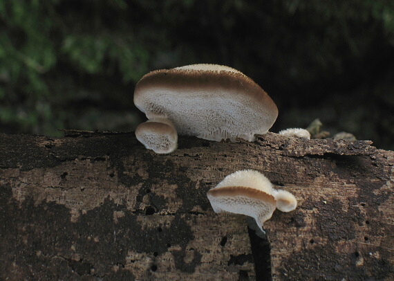 trúdnikovec chlpatý Trametes hirsuta (Wulfen) Lloyd