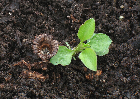 čiaškovec pásikavý Cyathus striatus (Huds.) Willd.