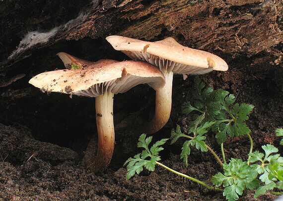 strapcovka tehlovočervená Hypholoma lateritium (Schaeff.) P. Kumm.