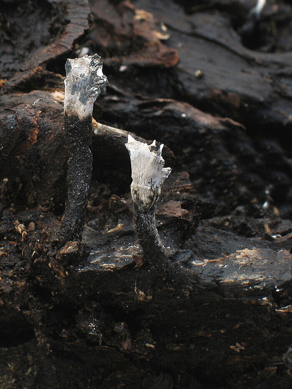 drevnatec parohatý Xylaria hypoxylon (L.) Grev.