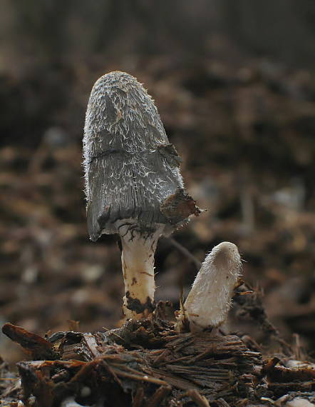 hnojník Coprinus sp.