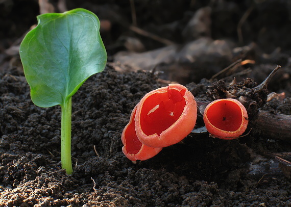 ohnivec šarlátový Sarcoscypha coccinea (Gray) Boud.