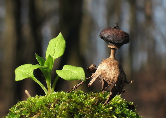 hviezdovka dlhokŕčková ? Geastrum pectinatum ?