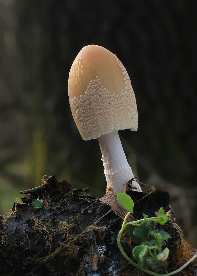 hnojník Coprinus sp.