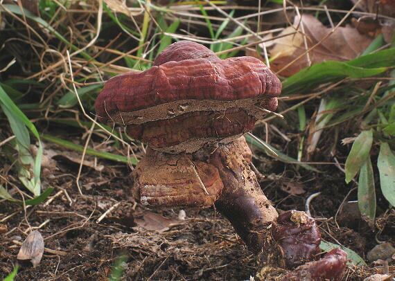 lesklokôrovka obyčajná Ganoderma lucidum (Curtis) P. Karst.