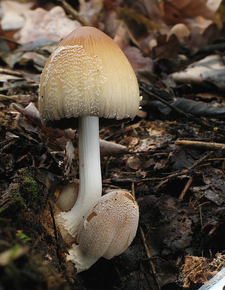 hnojník okrový Coprinellus domesticus (Bolton) Vilgalys, Hopple & Jacq. Johnson