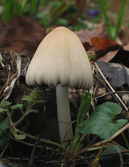 hnojník okrový Coprinellus domesticus (Bolton) Vilgalys, Hopple & Jacq. Johnson