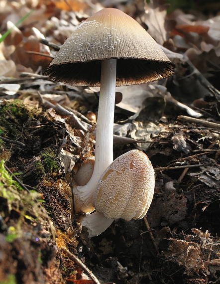 hnojník okrový Coprinellus domesticus (Bolton) Vilgalys, Hopple & Jacq. Johnson