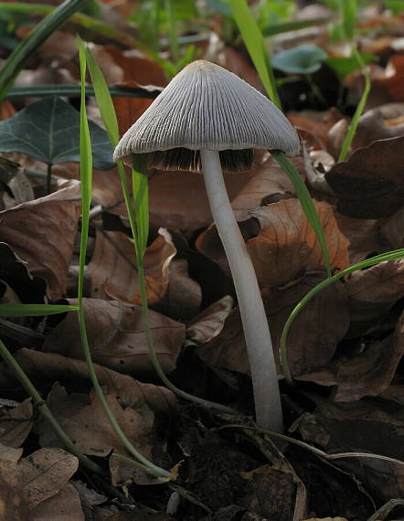 hnojník Coprinus sp.