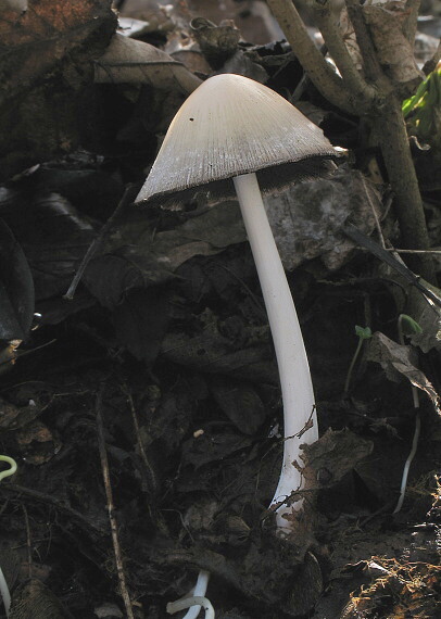 hnojník okrový Coprinellus domesticus (Bolton) Vilgalys, Hopple & Jacq. Johnson