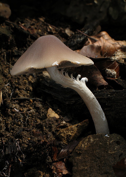 drobuľka Psathyrella sp.