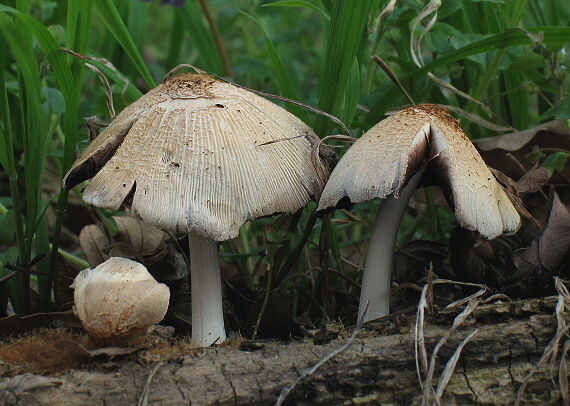 hnojník okrový Coprinellus domesticus (Bolton) Vilgalys, Hopple & Jacq. Johnson