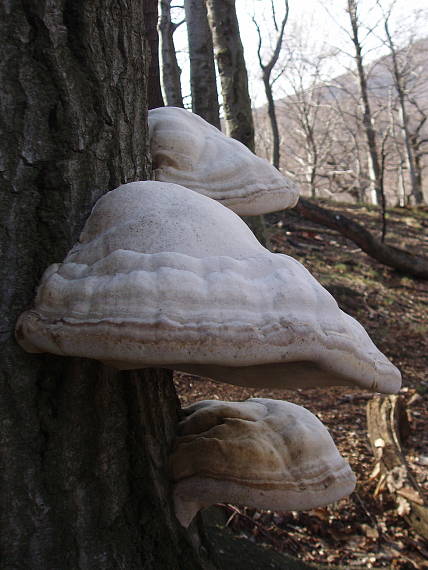 práchnovec kopytovitý Fomes fomentarius (L.) J.J. Kickx