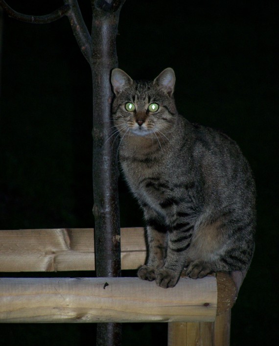 mačka domáca Felis silvestris f. catus