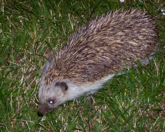 jež východoeurópsky Erinaceus concolor