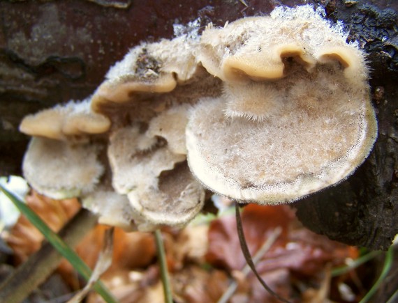 trúdnikovec Trametes sp.