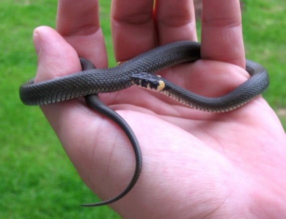 užovka Obojková Natrix Natrix