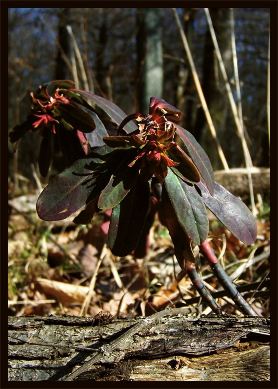 mliečnik mandľolistý Tithymalus amygdaloides (L.) Hill