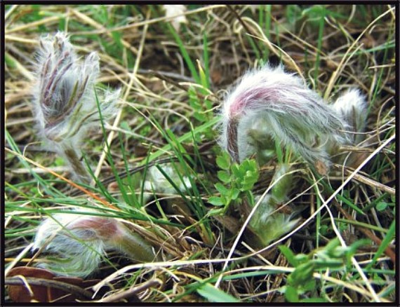 poniklec ... Pulsatilla sp.