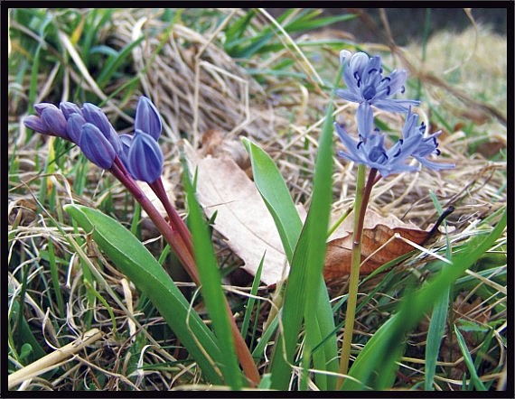 scila dvojlistá Scilla bifolia agg. L.