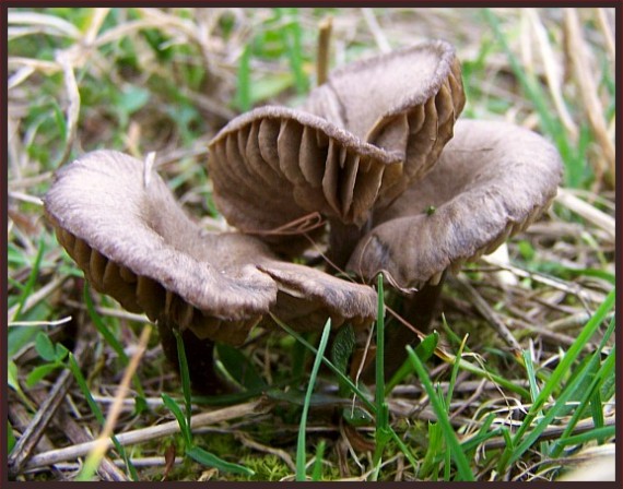 entoloma asprellum ... alebo corvinum