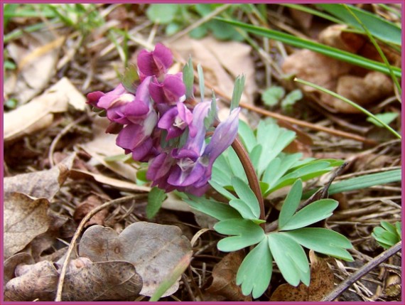 chochlačka plná Corydalis  solida