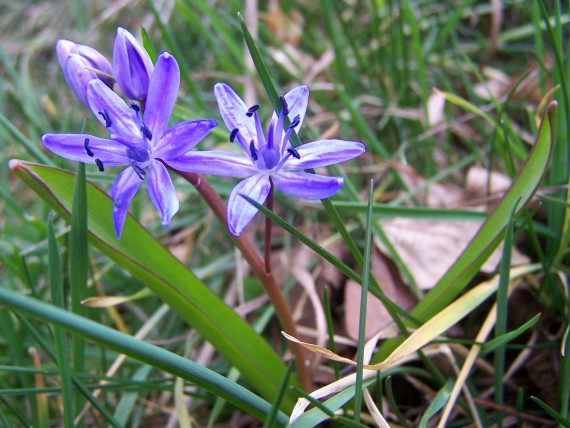 scila dvojlistá Scilla bifolia agg. L.