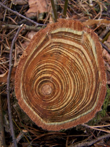 borovica čierna Pinus nigra