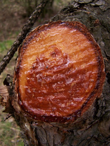 borovica čierna Pinus nigra