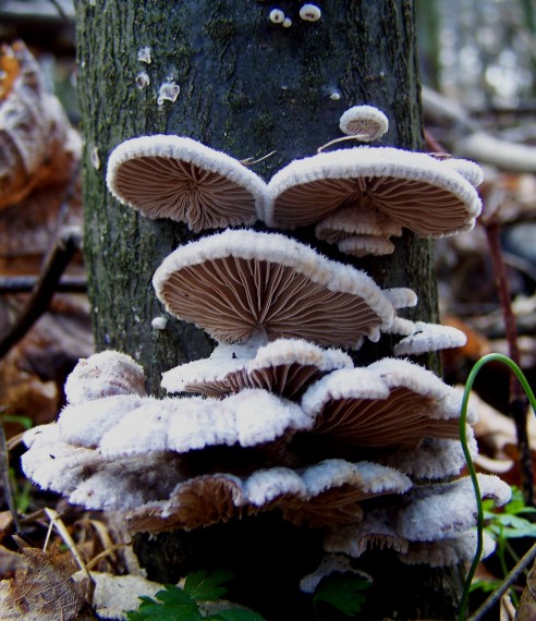 klanolupeňovka obyčajná Schizophyllum commune Fr.