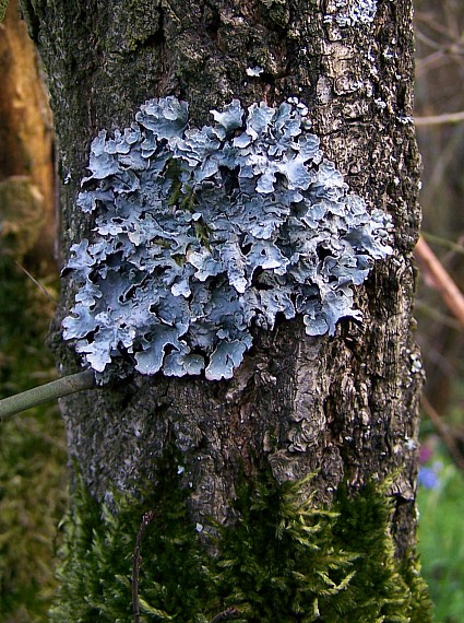 diskovka ryhovaná Parmelia sulcata Taylor