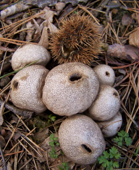 prášnica bradavičnatá Lycoperdon perlatum Pers.