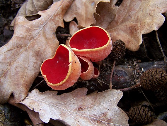 ohnivec šarlátový Sarcoscypha coccinea (Gray) Boud.