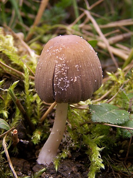 hnojník Coprinus sp.