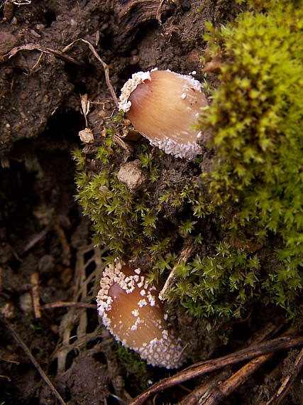 hnojník Coprinus sp.