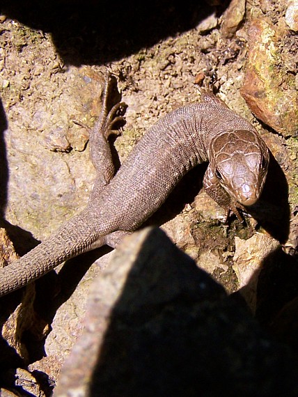 jašterica zelená Lacerta viridis