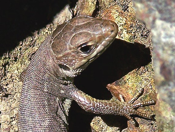 jašterica zelená Lacerta viridis