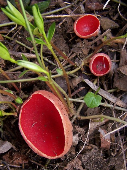 ohnivec šarlátový Sarcoscypha coccinea (Gray) Boud.