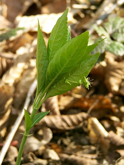 bažanka trváca Mercurialis perennis L.