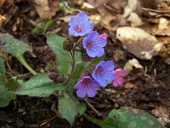 pľúcnik lekársky škvrnitý Pulmonaria officinalis L.